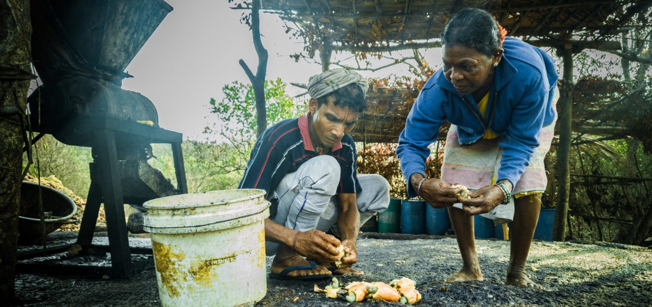 cashew-to-feni-a-glimpse-into-the-making-of-the-jungle-juice-of-goa