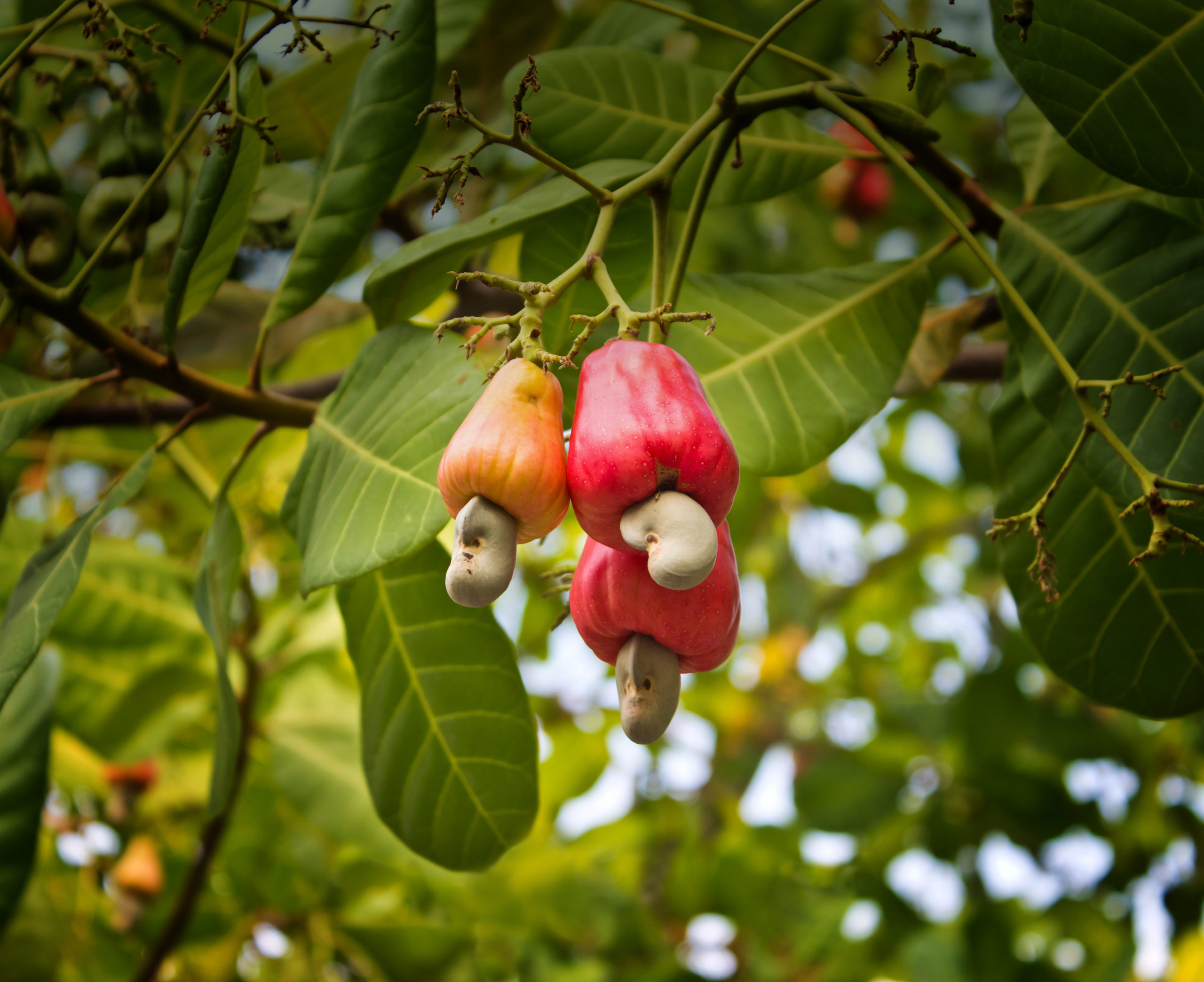 Goan Cashew nuts, Buy cashew nuts online
